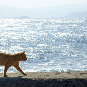 ねこ