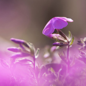 芝桜