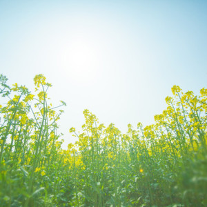 菜の花