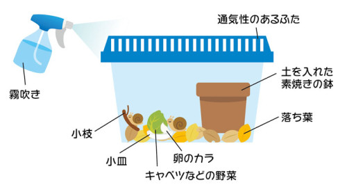 カタツムリを飼う前に考慮すべきこと