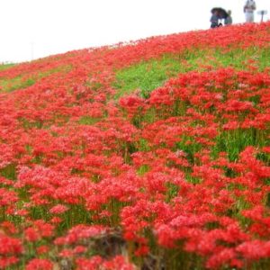 屋勝川彼岸花