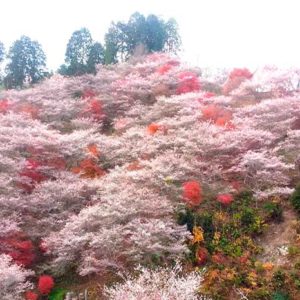 小原村四季桜