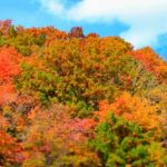 御在所岳の紅葉をロープーウェイから見よう！見頃の時期や見所は？