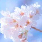 岡崎公園の桜まつり2021へ行こう！開花状況や無料駐車場、夜桜情報も！