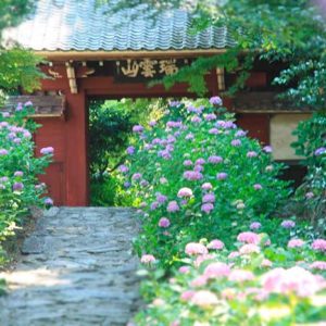 本光寺　あじさい寺