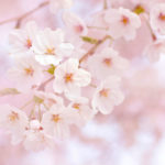 愛知県の桜の名所・桜祭りのおすすめはココ！【まとめ】