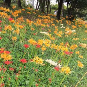 高浜市稗田川の彼岸花を見に行こう！【見頃・場所・駐車場】